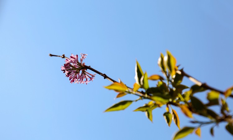 画室院落一角